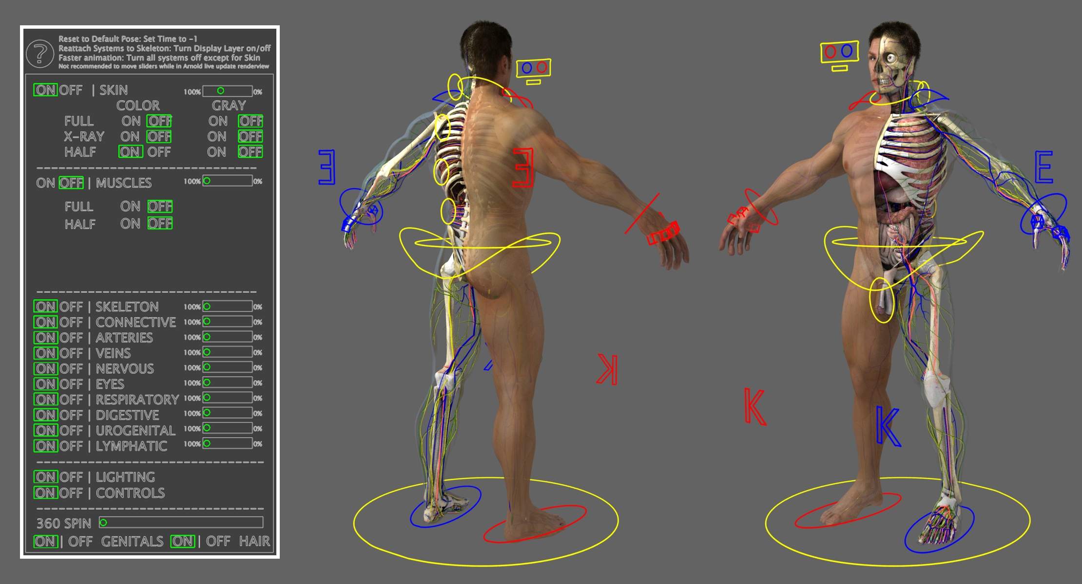 ultimate-rigged-anatomy-combo-01 - Pixune