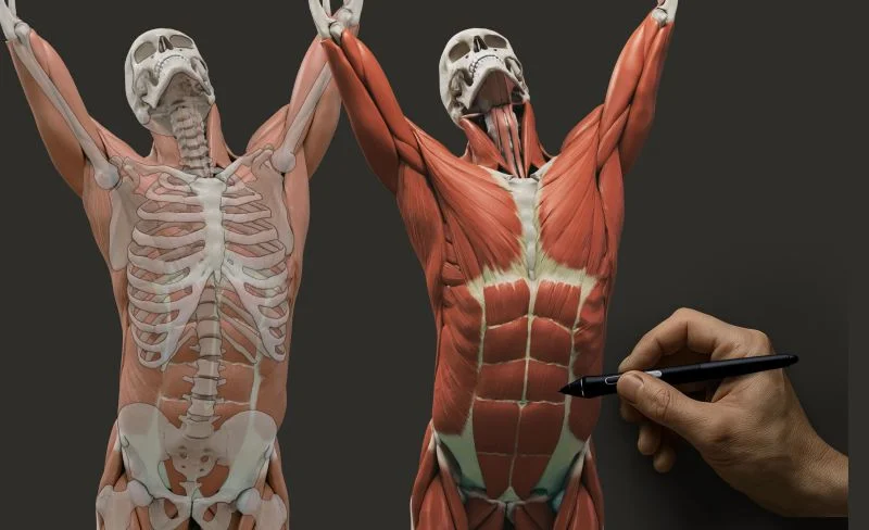 anatomy for artists