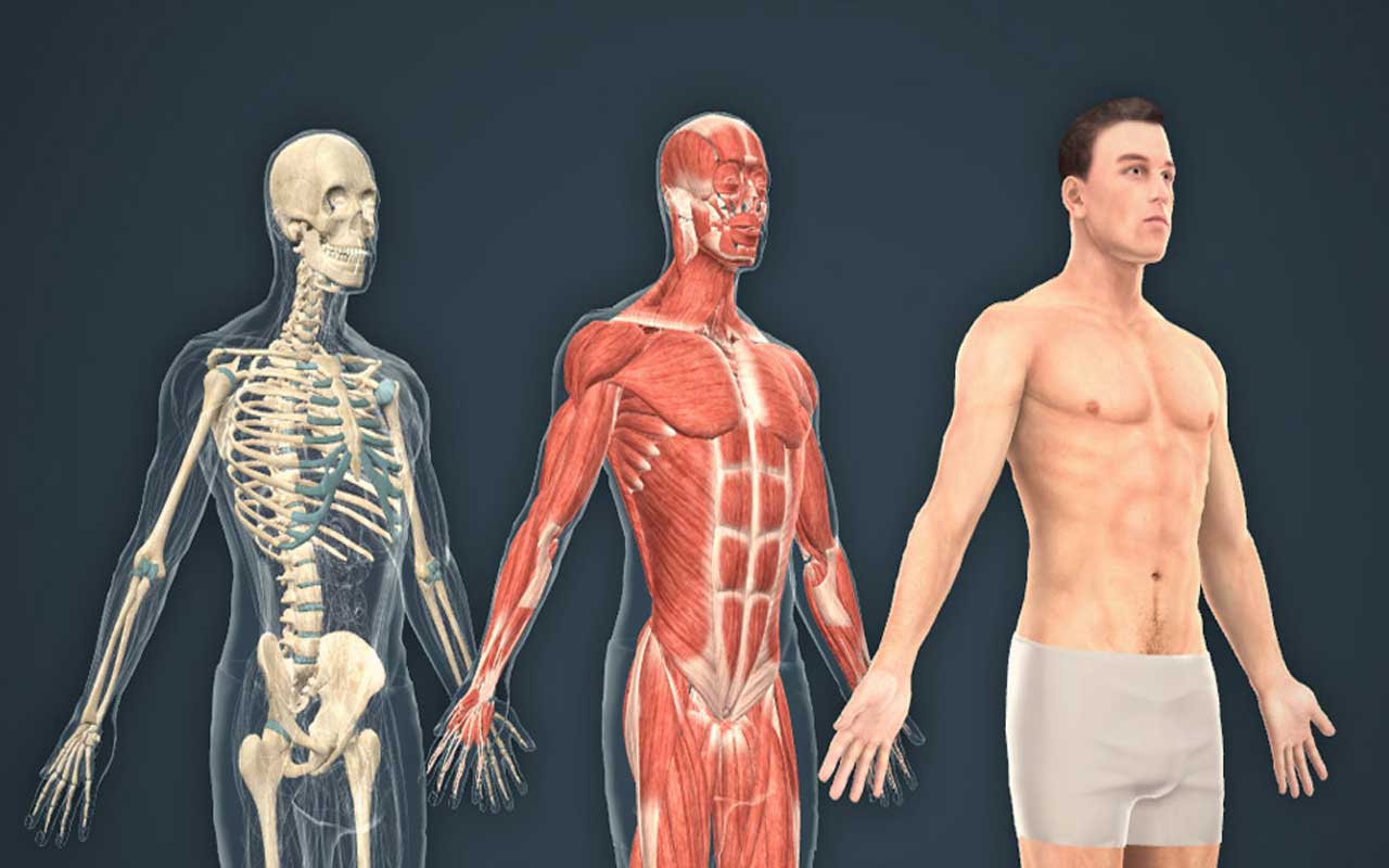 Human Anatomy Fundamentals: Basic Body Proportions