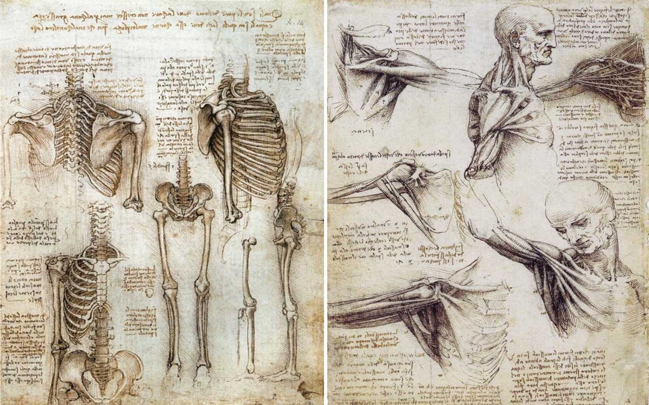 human anatomy history