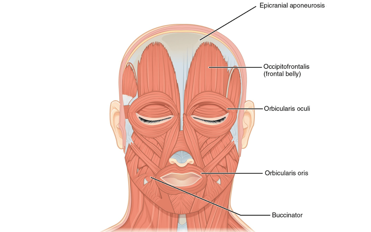 facial animation tips